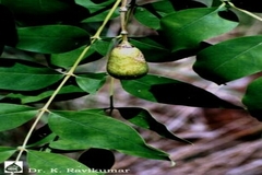 Schrebera swietenioides